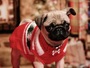 FURRY BABIES BOUTIQUE