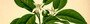 Anthrobotanica