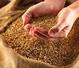 QGC :Milling Wheat supplier