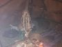 fortune telling and psychic healing
