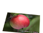 Postcard printing